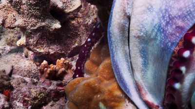 Even so, - Blue Planet II