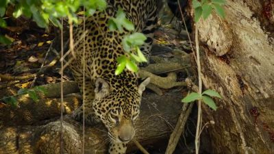 Even so, they're surprisingly stealthy. - Big Beasts