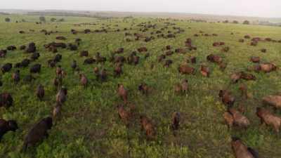 Even the American Bison Society
has been revived. - The American Buffalo