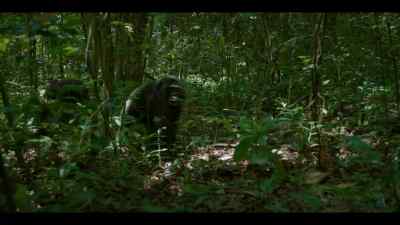 Even the biggest, most aggressive males - Chimp Empire
