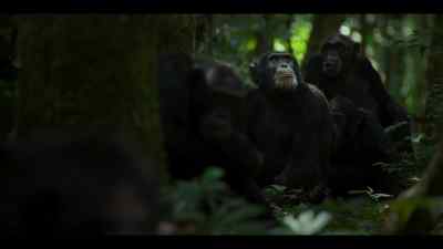 Even the chimps that were there - Chimp Empire