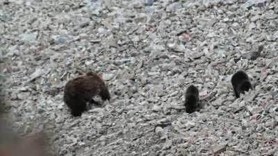Even the cubs have caught on, - Epic Yellowstone