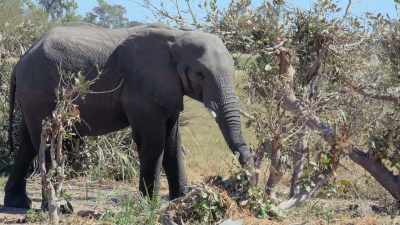 Even the generator is on right now, - In the Footsteps of Elephant