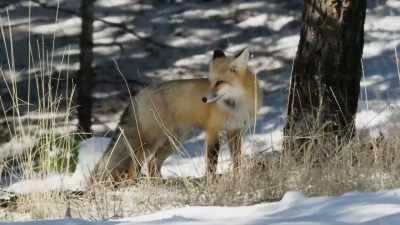 Even the Hayden Expedition - Yellowstone: One-Fifty