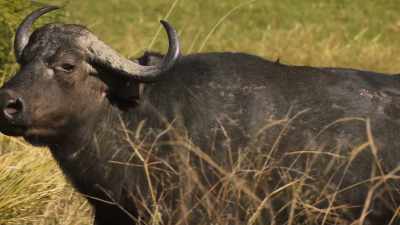 even the most heavily armed hunters - Super/Natural