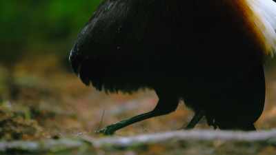 Even the pauses between moves
are important to the routine. - Dancing with the Birds