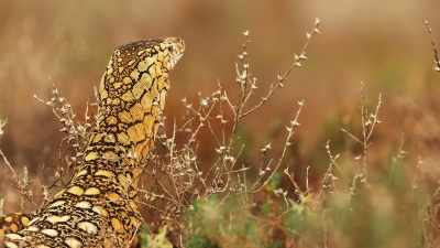 Even the perentie sometimes
gets a chance to quench his thirst. - Seven Worlds, One Planet