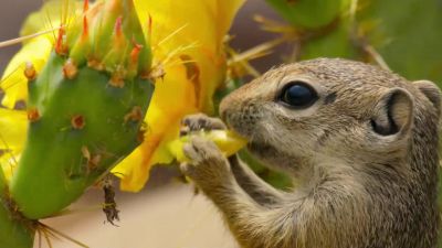 Even the petals are nutritious. - Tiny World