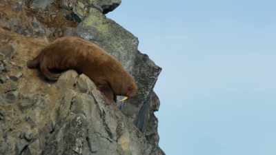 Even once the polar bears
have moved on, - Seven Worlds, One Planet