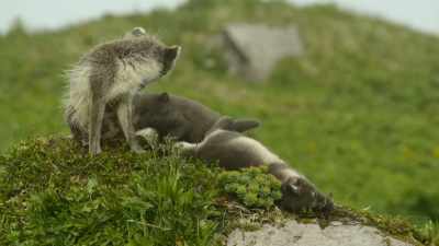 Even the runt in this litter
is given special attention - Wild Ways of the Vikings
