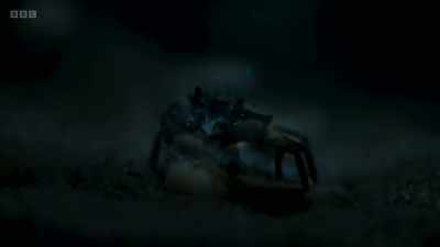Even the slight swirl produced
by a tiny crab as it breathes - Wild Isles