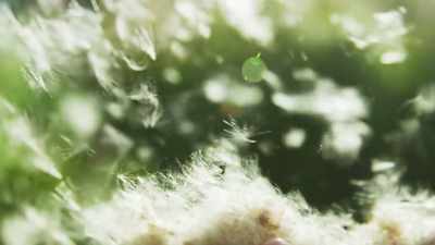 Even the slightest breeze
will lift it and may carry it - The Green Planet