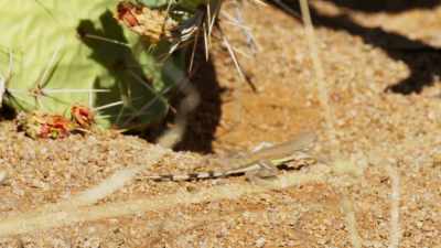 Even the smallest lizards
will soon head for cover. - Seven Worlds, One Planet