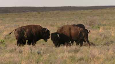 Even the waste wasn't wasted. - The American Buffalo