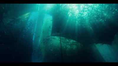 Even these farmed fish
will struggle to grow - Our Oceans