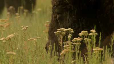 Even when they stopped
and sometimes dug through - The American Buffalo