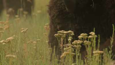 Even when they stopped - The American Buffalo