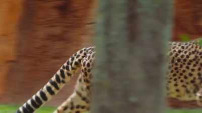Even though she doesn't like me,
I really like her. - Secrets of the Zoo