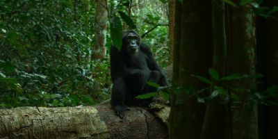 Even though everything in the forest is more difficult... - Chimp Empire