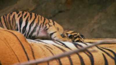 Even though she failed in her hunt, - Dynasties