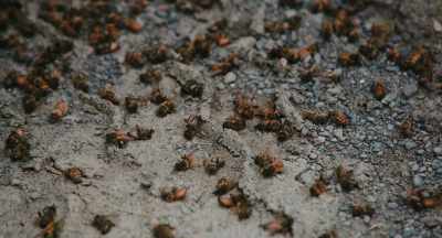 -Even though this is
a really big orchard, - The Pollinators