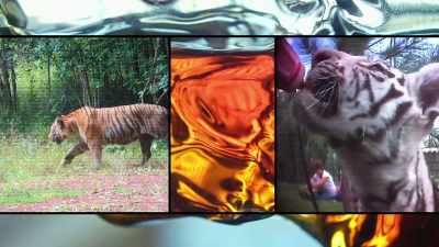 Even as tigers'
numbers decline in the wild, - Trafficked with Mariana van Zeller