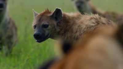Even with little to hunt, - Dynasties