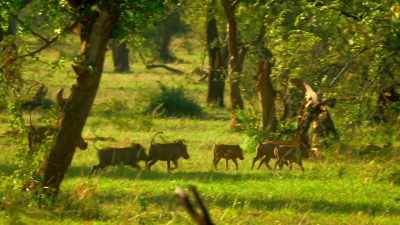 ..even with the warthogs, who are
notoriously bad-tempered. - Serengeti