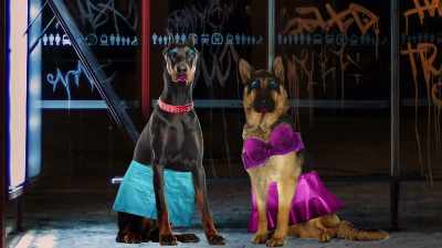 EVEN WORSE, TWO OF THOSE DOGS - The Jim Jefferies Show