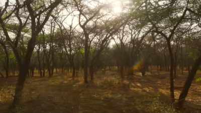 Even when you're being hunted - The Secret Lives of Animals