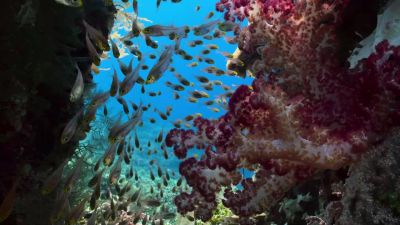 Evening is rush hour on the reef, - Earth at Night in Color
