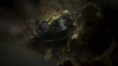 Eventually,
a new generation of bees - Frozen Planet II