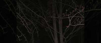 Eventually, a shadowy being
could be seen - The Mothman Legacy