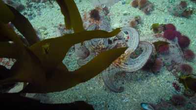 Eventually, about 100 days later,
that arm had fully regrown. - My Octopus Teacher