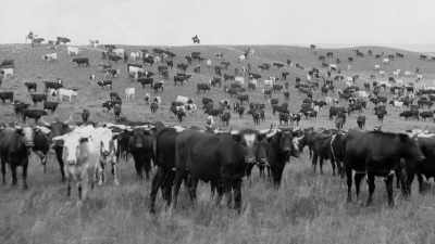 Eventually, he built his own
cattle herd of 500 head - The American Buffalo
