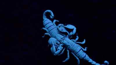 Eventually, he deposits
his sperm on the ground - Micro Monsters with David Attenborough