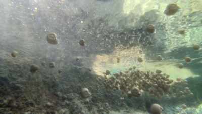 Eventually escaping to deeper water. - Prehistoric Planet
