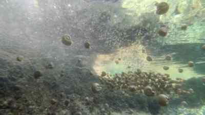 Eventually escaping to deeper water. - Prehistoric Planet