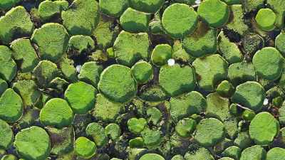 Eventually, its immense
leaves press their margins - The Green Planet