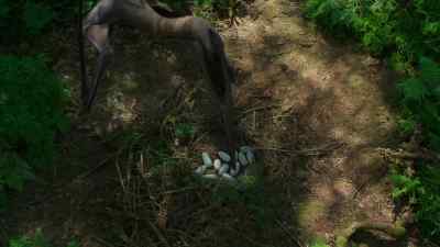 Eventually, she produces a clutch
of a dozen or so. - Prehistoric Planet