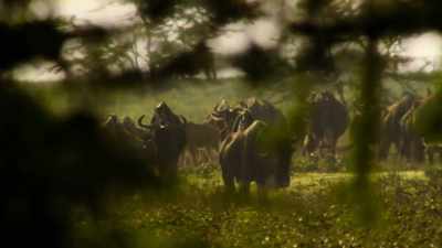 Eventually, they reach woodlands. - Our Planet