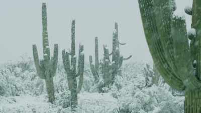 Eventually, saguaros outgrow
their nurses, - The Green Planet