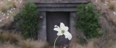 SimbelmynëEver has it grown on the tombs of my forebearersNow it shall cover the grave of my sonAlas that these evil days should be mineThe young perish and the old lingerThat I should liveto see the last days of my houseThéodred's death was not of your - The Lord of the Rings: The Two Towers