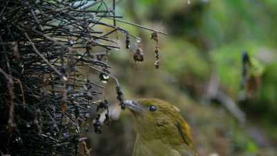 Every bowerbird works in his own medium. - Dancing with the Birds