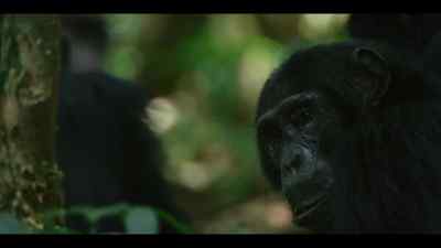 Every chimp at Ngogo is an individual... - Chimp Empire