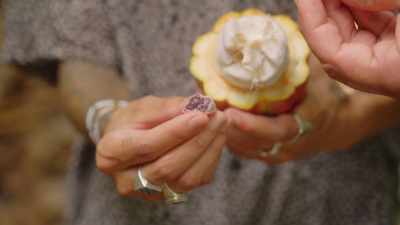 Every chocolate
you've ever had comes
from this strange purple seed. - What Am I Eating? With Zooey Deschanel