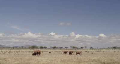 Every day,
Athena stops briefly so they can feed. - The Elephant Queen