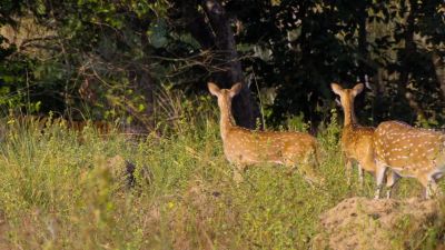 Every deer around now knows exactly where the tiger is. - Our Planet
