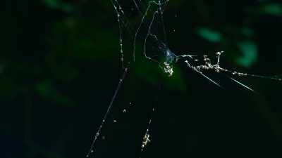 Every detail captured is
a precious new discovery - The Secret Lives of Animals
