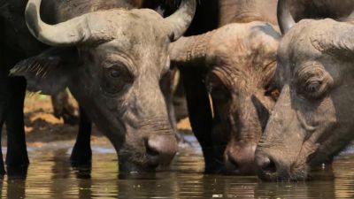 Every drink is now a risk, - Our Planet